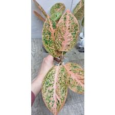 Aglaonema Sub mongkol - orange (stardust) A-121