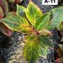 Aglaonema  Aurora - Pink Big leaves A-11