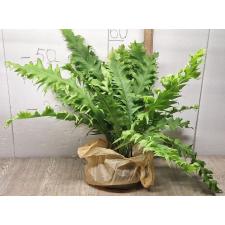 Microsorum sp. Africa pot