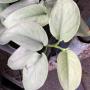 Scindapsus Platinum