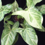 Syngonium Three Kings (mutation).