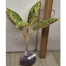 Аглаонема Видури - Белая. / Aglaonema Viduri - white A-141