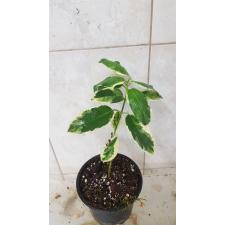 stephanotis floribunda alpine variegate 850p