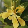 Magnolia champaca var. pubinervia (grafted).