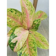 Aglaonema 30 millions A-90