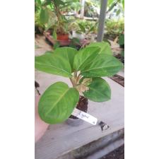Aglaonema Kamlai Yok (green sp
