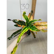 Codiaeum India Daeng (F1)