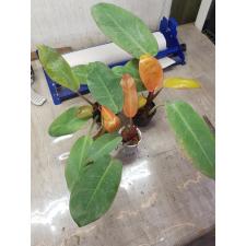 Philodendron Prince Of Orange 900p
