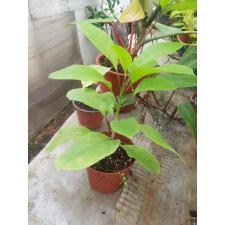 Solandra grandiflora pot