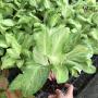 Aglaonema  Yellow Mongkon  A-115