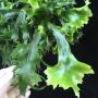 Polypodium 'Boyton Beach' Dwarf.