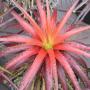 Orthophytum Blaze (Bromeliad) 237