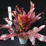 Codiaeum (T26) Red venation and black trilobe leaf