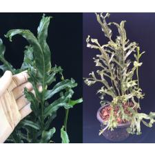 Drynaria sp.(T05) Crested Philippines.