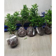 Ixora sp.(T15) white flower 174 