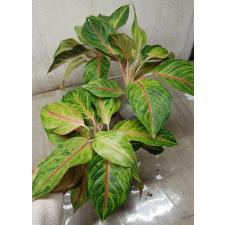 Aglaonema Tong lai ma A-50