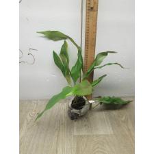 Pyrrosia sp.(T01)(white hair leaf) 285