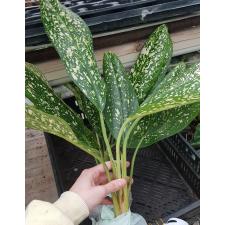 Aglaonema Pet ra cha A-120