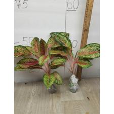 Aglaonema 10 Karat A-1