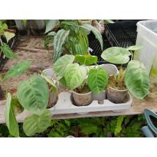 Syngonium macrophyllum ice frost 12 cm pot