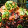 Codiaeum Muk Da Harn