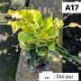 Codeium A17 Doi Pui