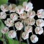 Hoya sp.631             631