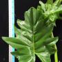 Philodendron sp.(T50)