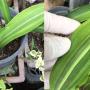 Hippeastrum sp.(T01) variegated (pink flower)