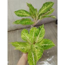 Aglaonema Malaitong A-44