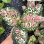 Aglaonema  Tri colors A-110