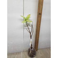 Ficus altissima 'Snow Storm' 97
