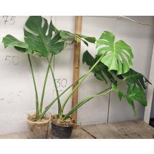 Монстера деликоса. / monstera deliciosa (M)