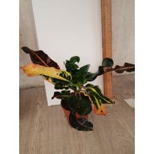 Codiaeum Pra Aroon 56