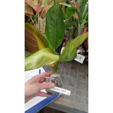 Aglaonema hybrid (T06 22