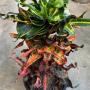 Codiaeum Waree Kunchorn
