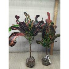 Codiaeum Phak Dee (Special) 79/1