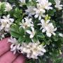 Murraya paniculata 'Min-a-Min' Dwarf mutation.