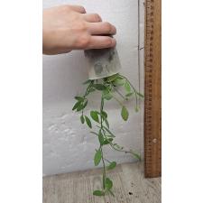 Дисхидия иоанта / Dischidia ioantha