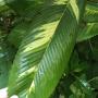 Dillenia indica variegata
