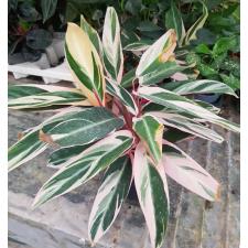 Stromanthe Sa Triostar 12 cm pot