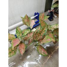 Aglaonema P-32 Look Sethi