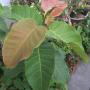 Ficus sp.(T10) Prachuab province southern Thailand