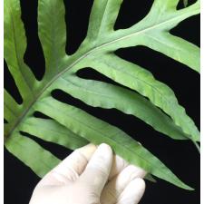 Phlebodium aureum var. undulatum variegated.