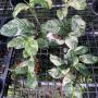 monstera lechleriana variegated