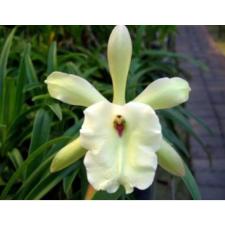 брассавола глаука / B.glauca