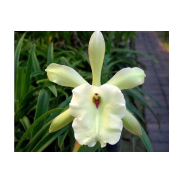 брассавола глаука / B.glauca