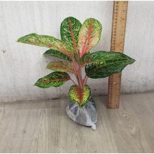 Aglaonema 10 Karat - green black A-3