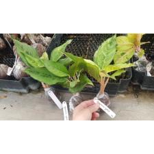 Aglaonema Brilliantly (green form) 191 уценка