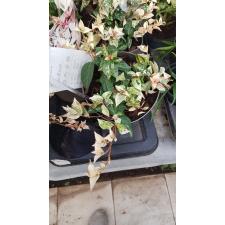 Trachelospermum asiaticum 'Tokyo Snow' pot
